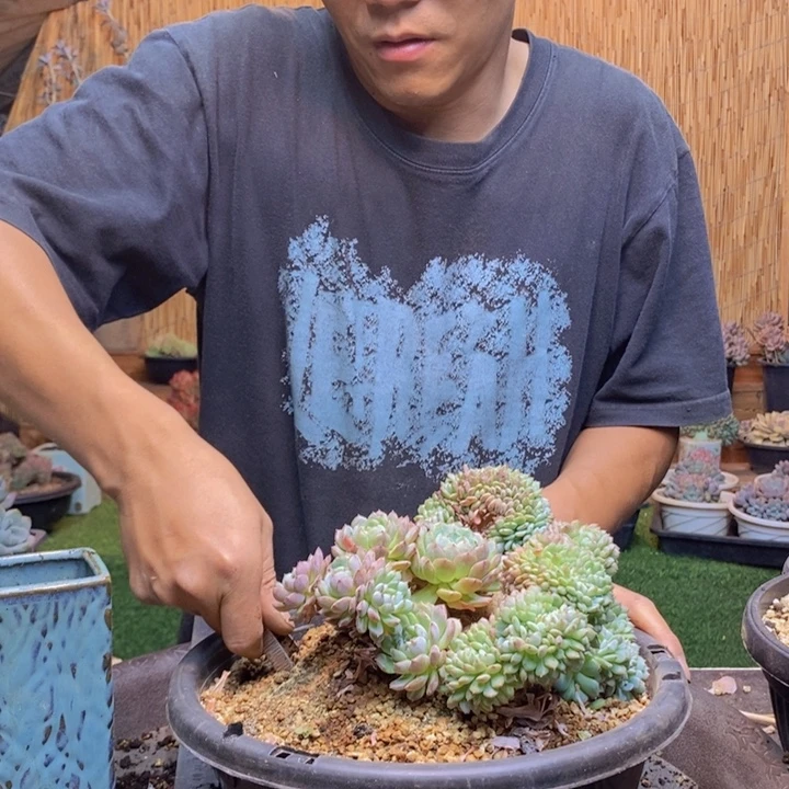 ****子631号白胖子多肉植物