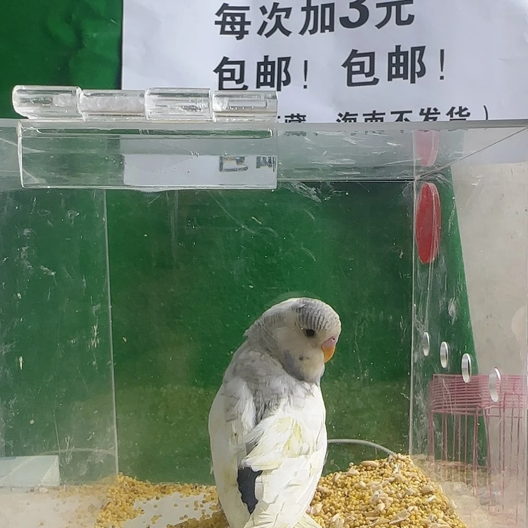 虎皮鹦鹉大头鹦鹉