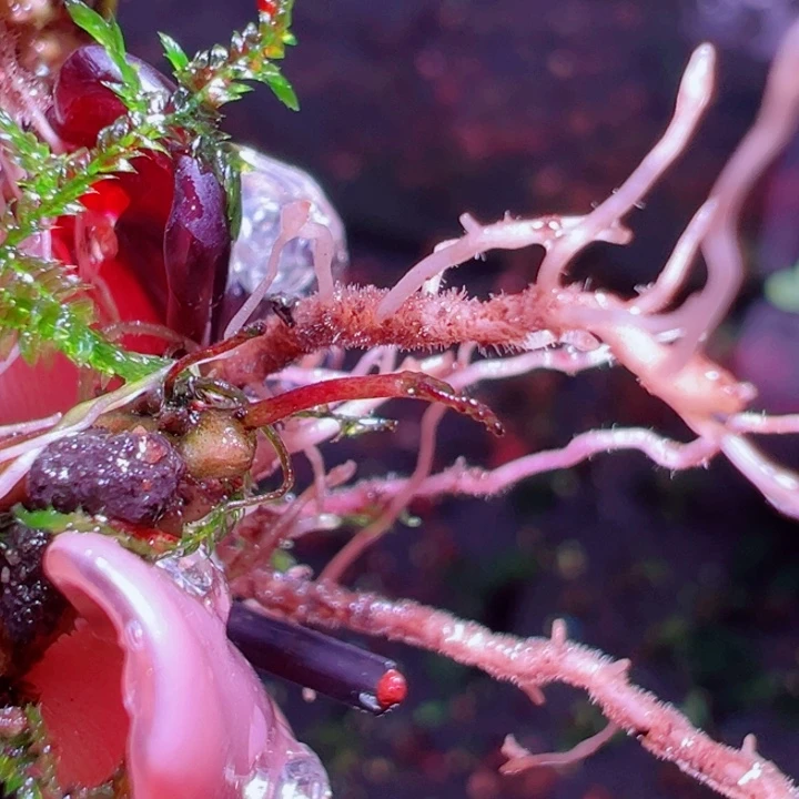 福利46号福利价植物一头（草堂）