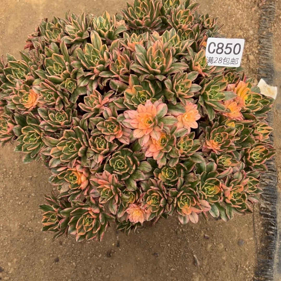 850多肉  甜茶