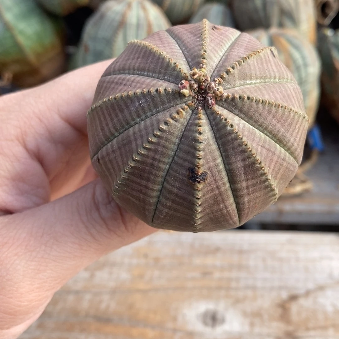 4 欧系实生布纹球多肉植物