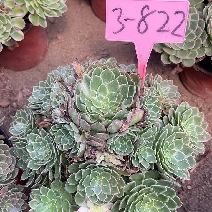3-822万花筒多肉法师
