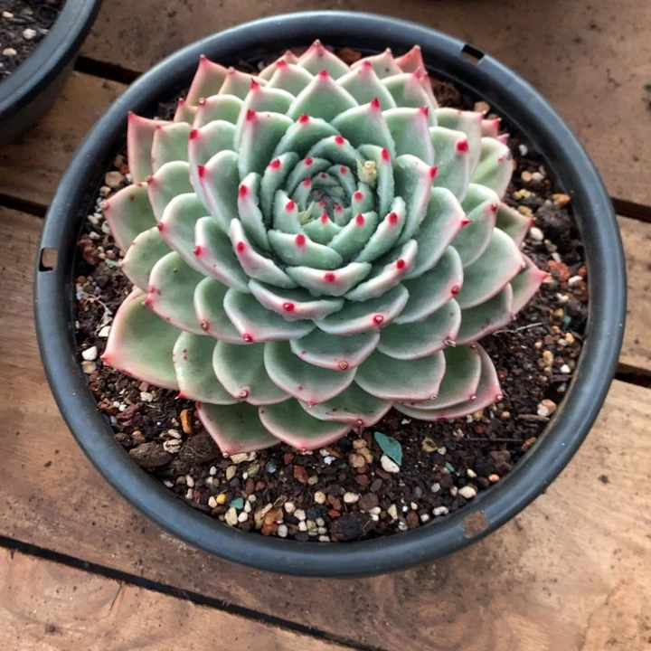 每周特价活动开始啦