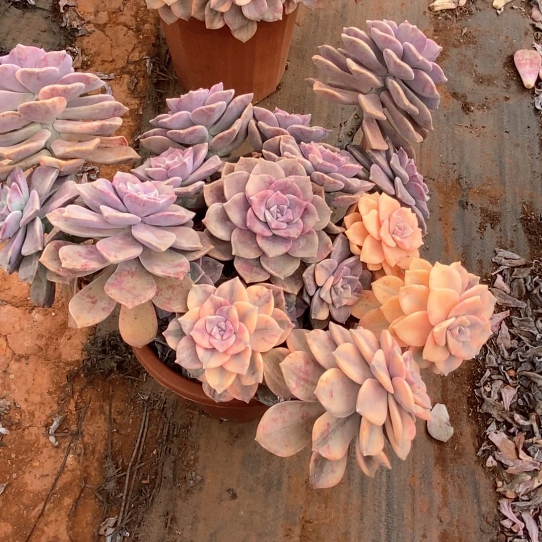 悠**月21 一物一拍紫乐锦