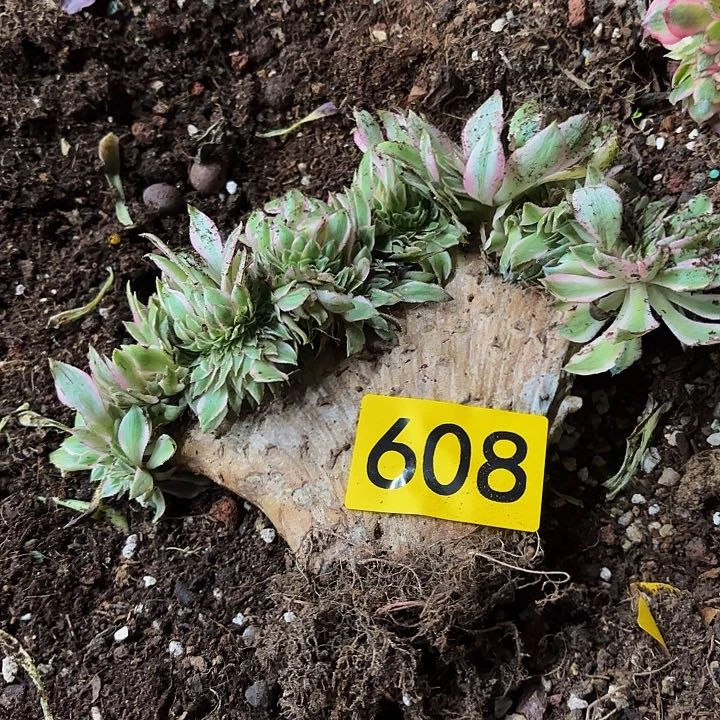 多肉植物福利608