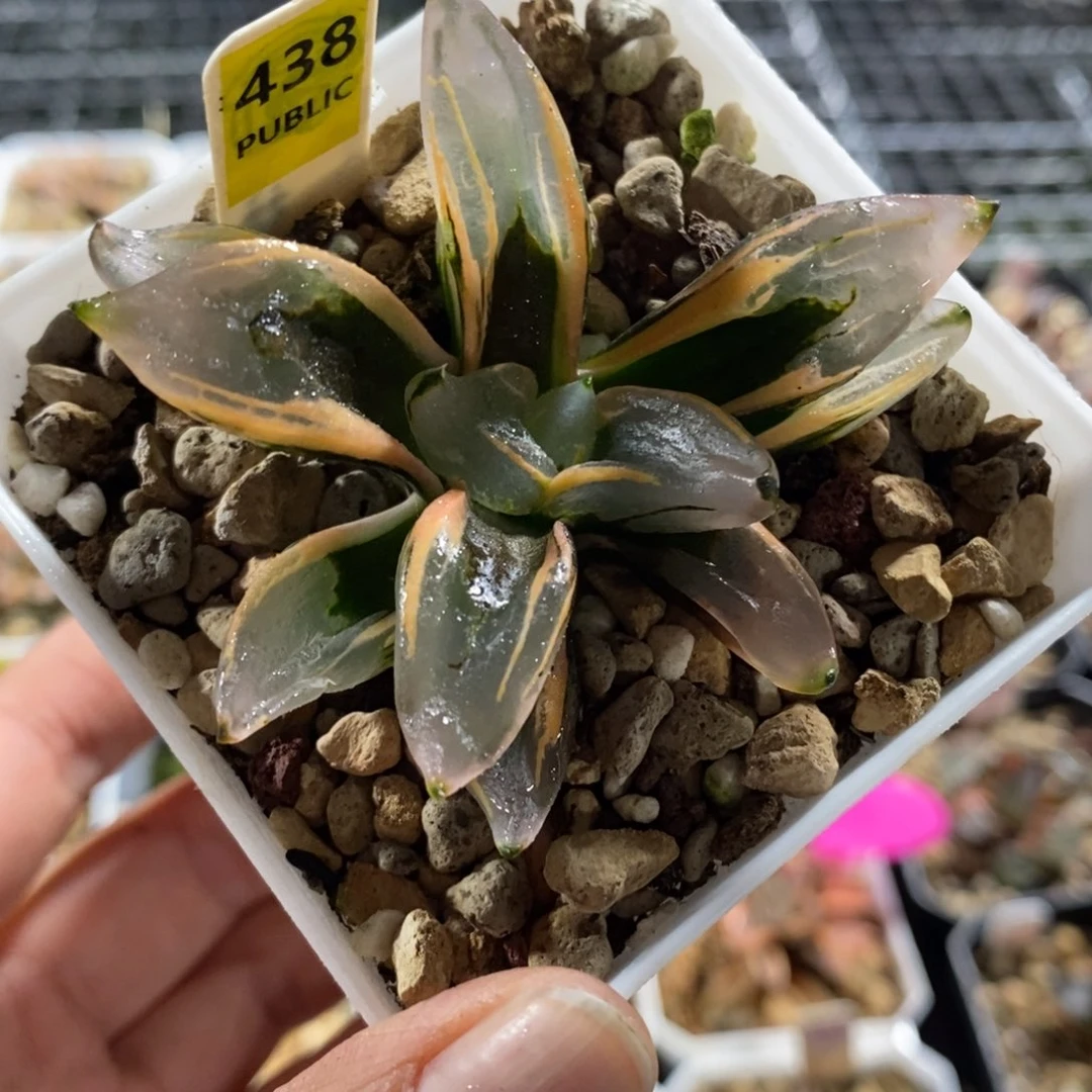 438西瓜变异寿锦一物一图