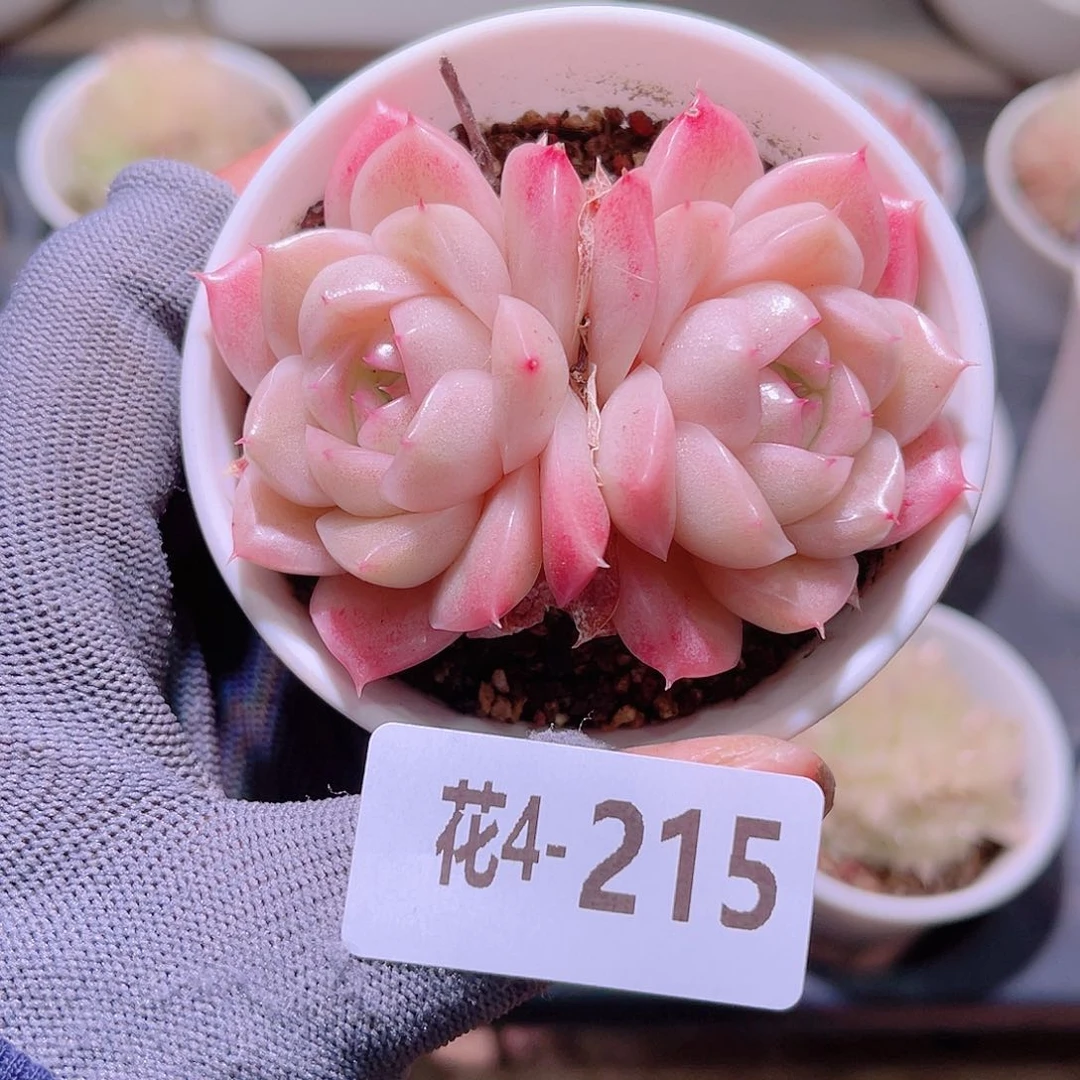 花04-215麦秆双头