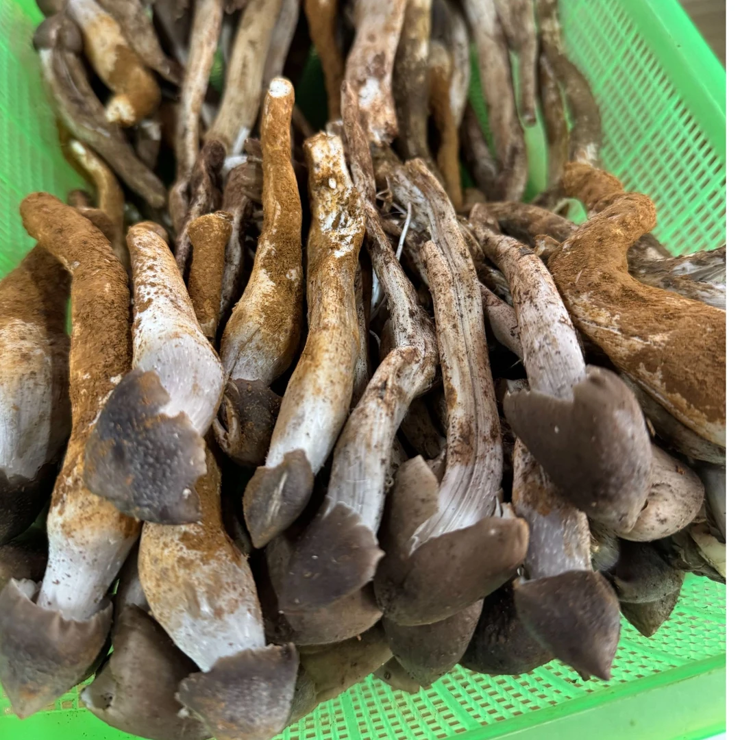 云南新鲜野生鸡枞菌（图片仅供参考，实际以收到实物为准）