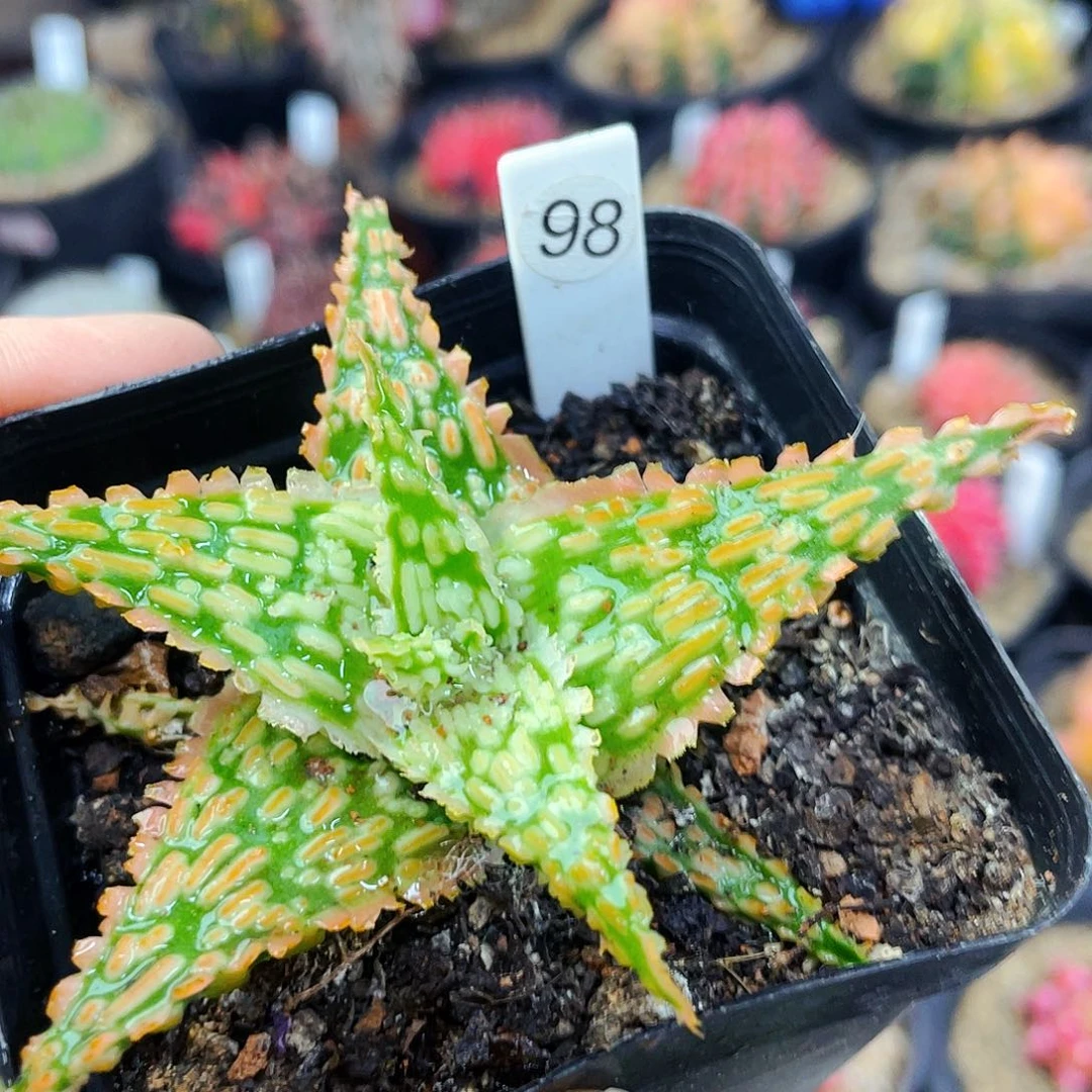 非偏远地区满25包邮仙人球