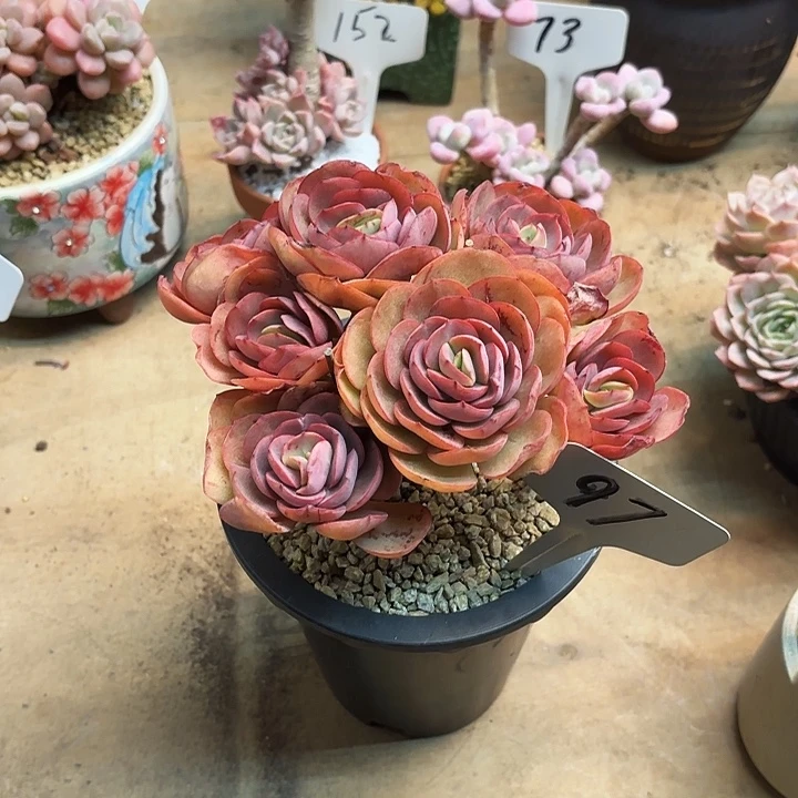 多肉植物，秀颜97号