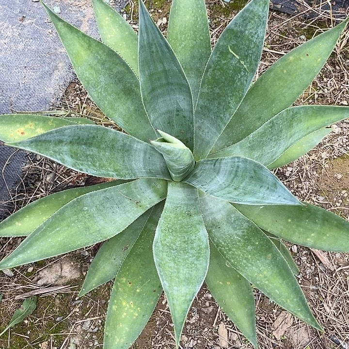 绿荷变种50多厘米3457890000