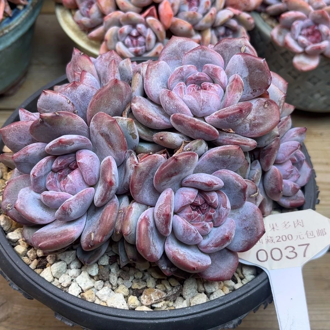 紫皮紫心037/16cm7头