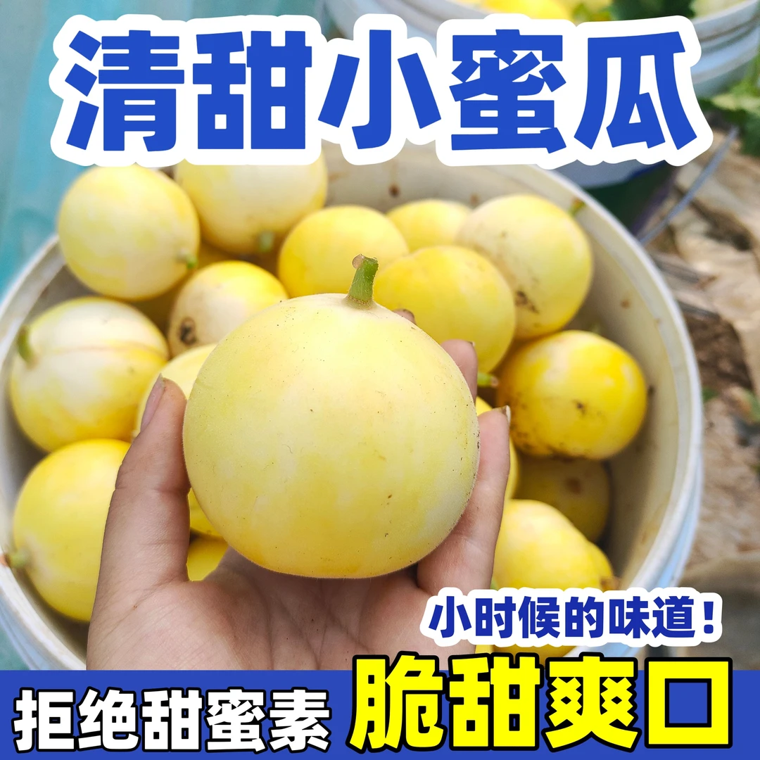 山东头茬小蜜蜂甜瓜新鲜水果当季时令香甜酥脆甜多汁产地直发包邮