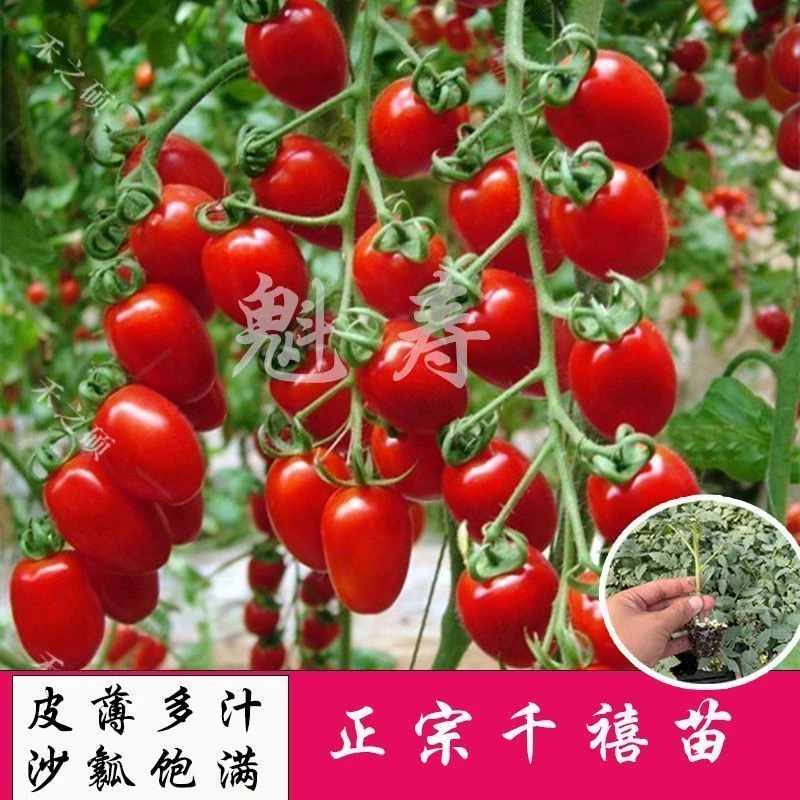 山东寿光千禧圣女果种子秧苗超甜串收小西红柿番茄四季盆栽蔬菜苗
