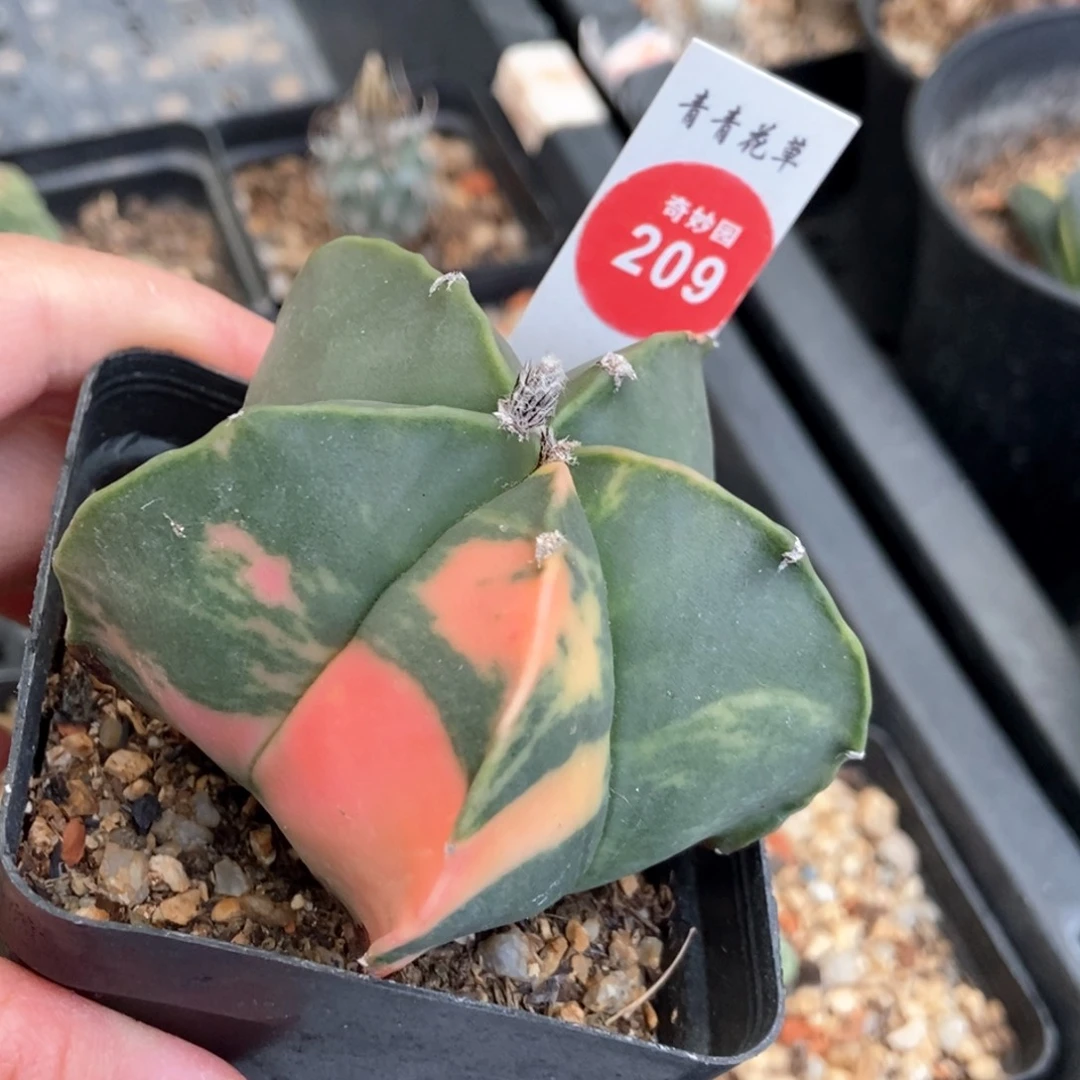 实生鸾凤玉锦一颗仙人球