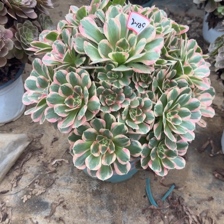 2-109妖月不包断肢