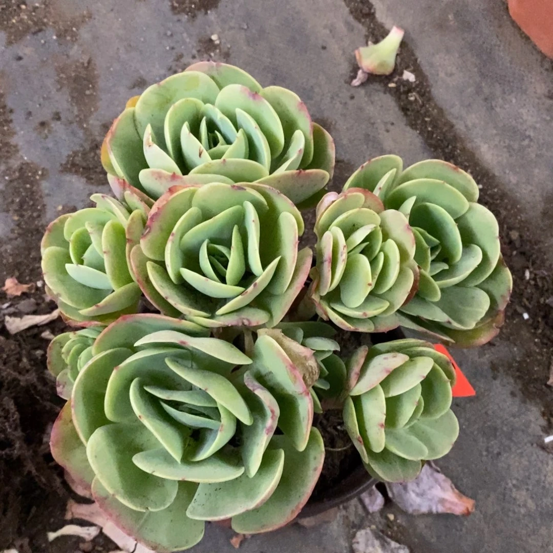 鸡蛋碧桃多头群生老桩