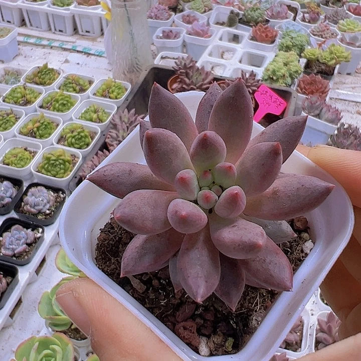 车厘子19包邮多肉植物