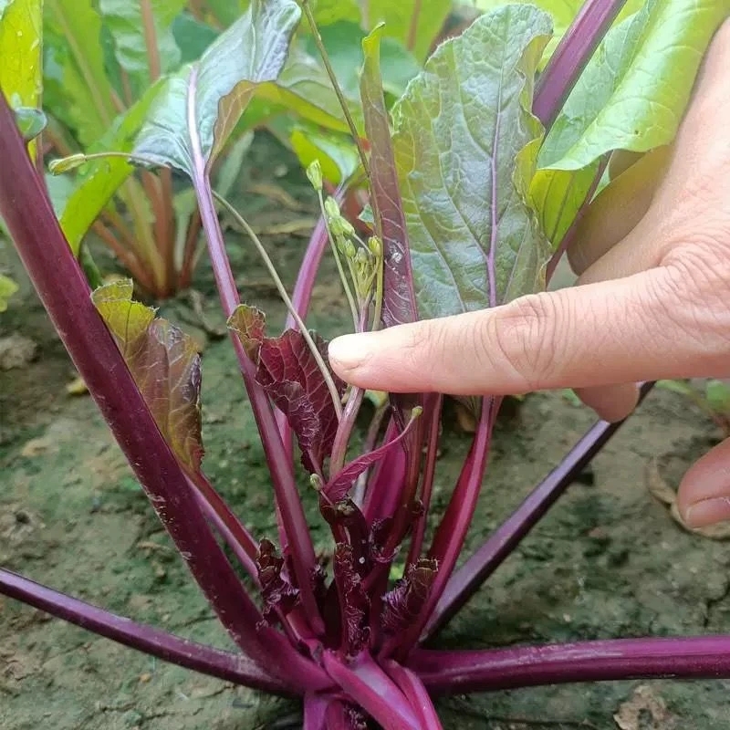 武汉洪山红菜苔种子易种盆栽蔬菜种子过冬菜心菜籽