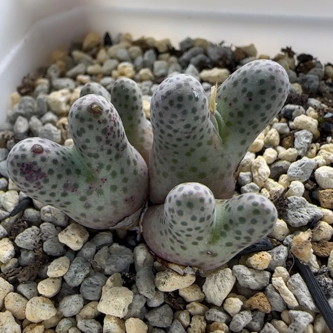 秋***过10-11当天38包邮大型955d脱土