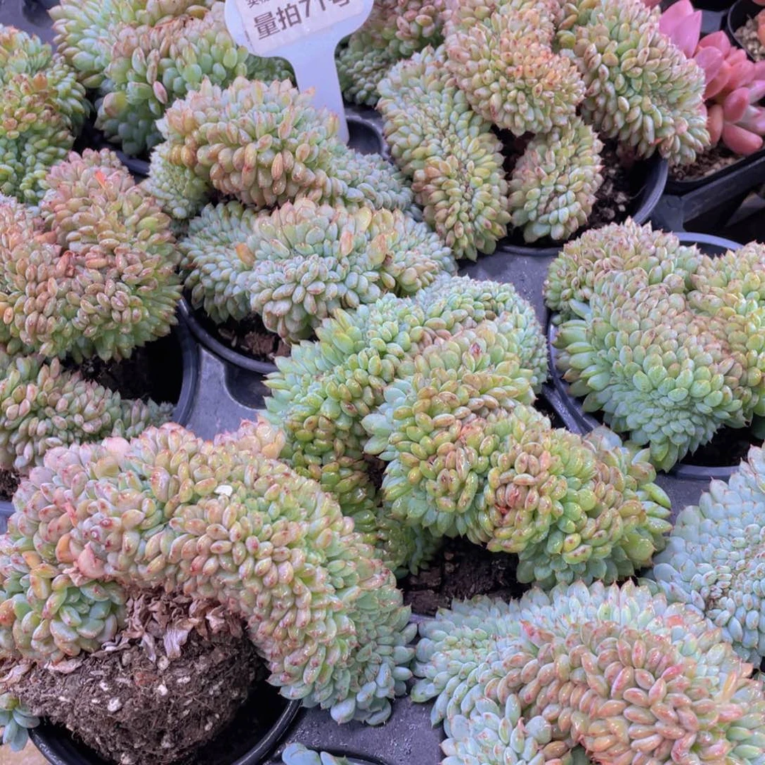 量拍71号 带板子白胖子缀化一个