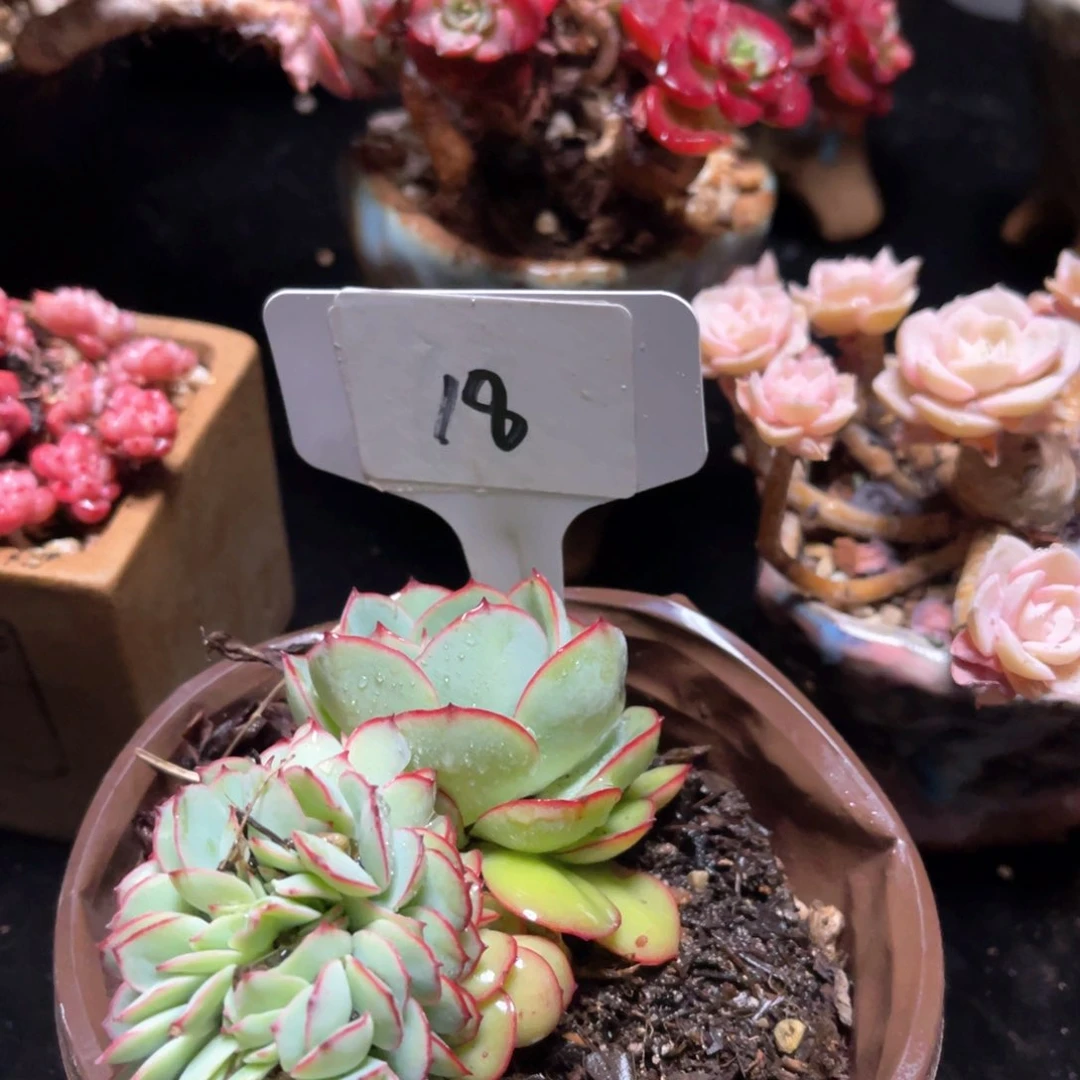 18号牡丹亭缀。