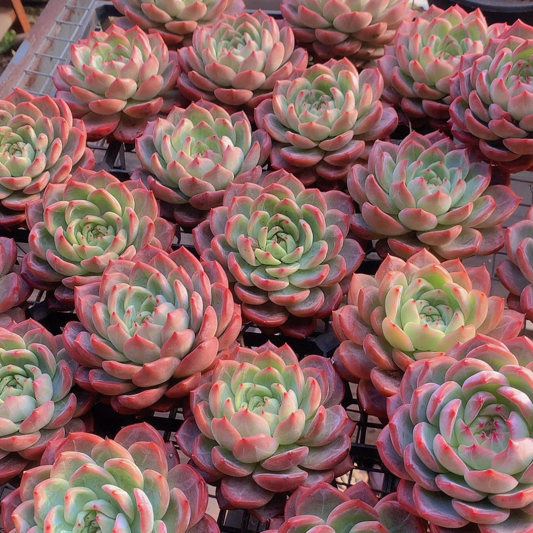 中号红鸾45678990000