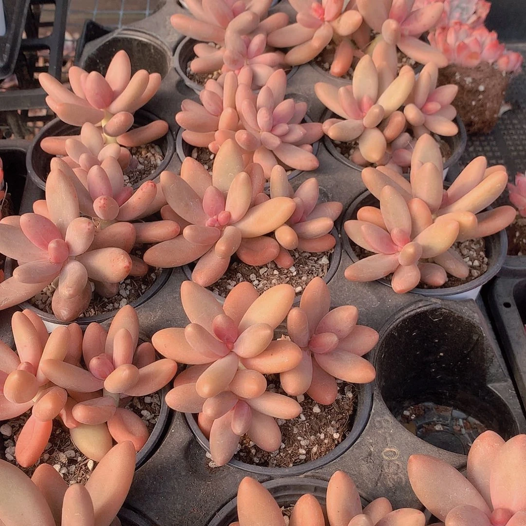 糖果美人457889900000