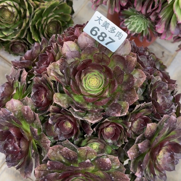 往***?黑墨捧花687肉肉