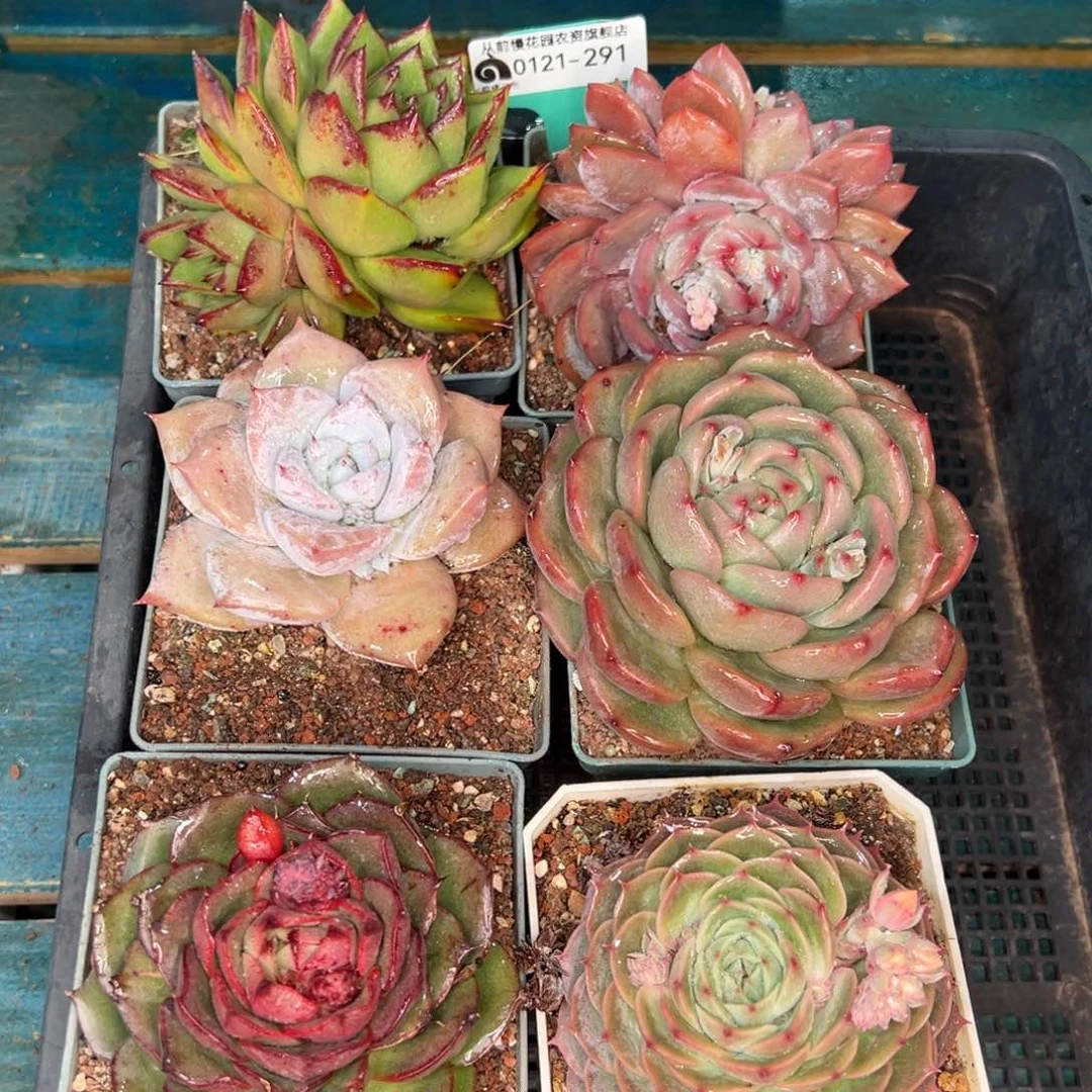 从前慢多肉精选编号0121.291