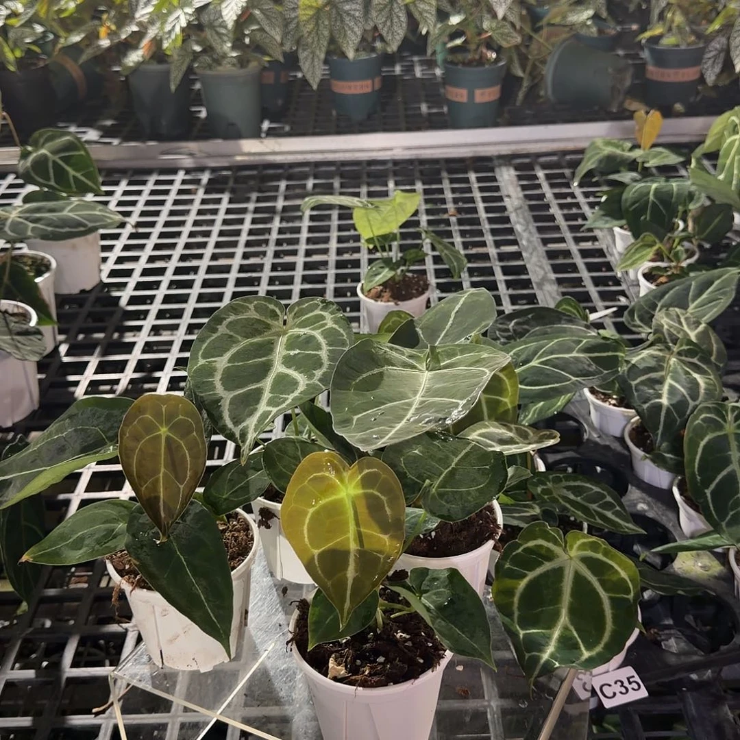 完全开放C36无售后