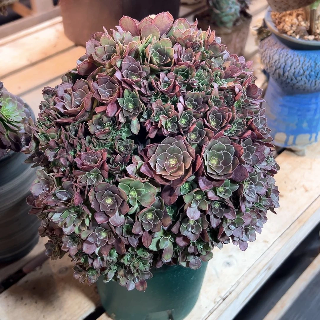 万圣节朵朵缀化老桩