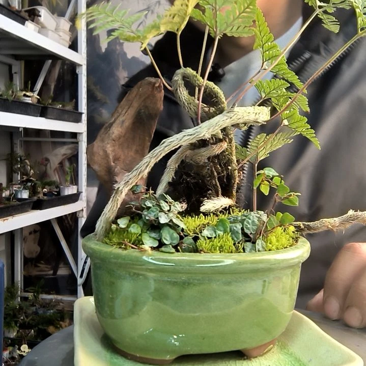 小*恒小盆景小植物一物一拍47