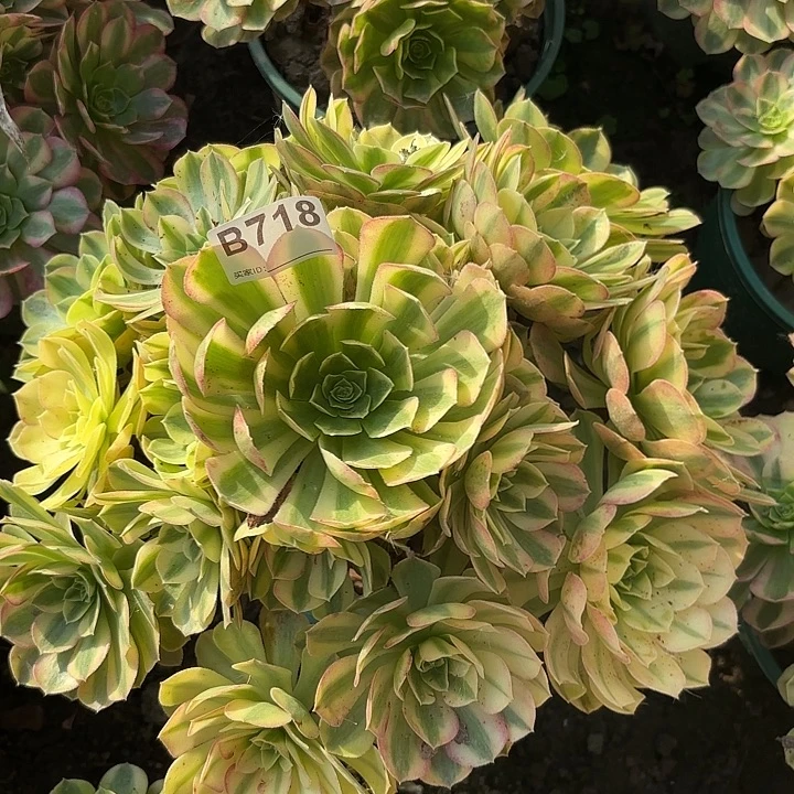 雨荷8-35-718偏远不包邮