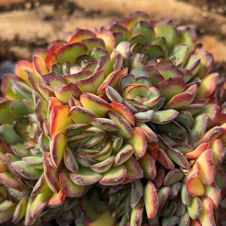 幸运的人是我自己吧笑