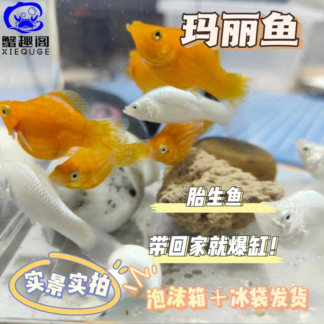 玛丽鱼胎生鱼热带鱼观赏鱼爆缸桌面宠物鱼新手鱼黑玛丽鱼孔雀活体