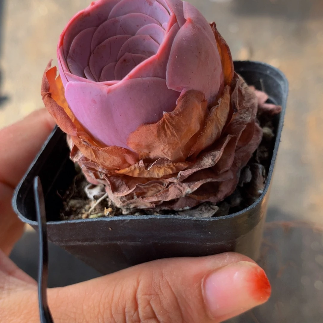 粉 水蜜桃  （满9.99包邮不满9.99发叶子）