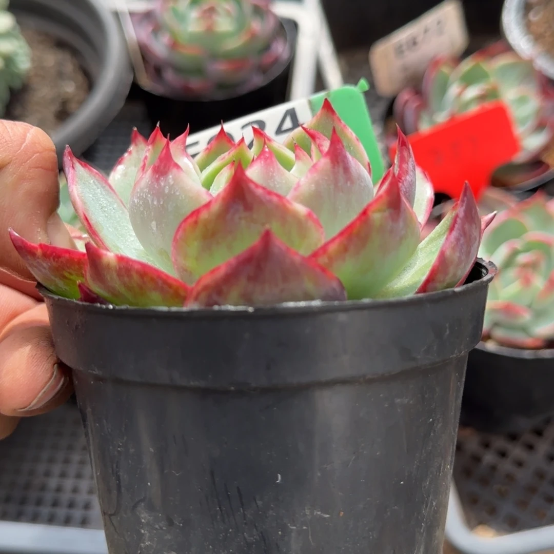 花脸拉丝惊鸿一物一拍包装收缩花旱924