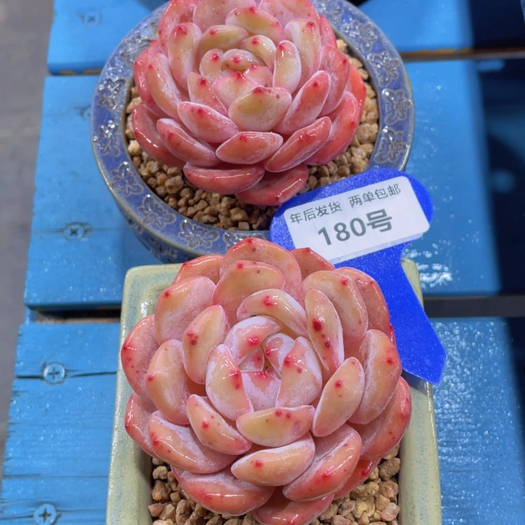 180号 全状态仙女橙单头一个