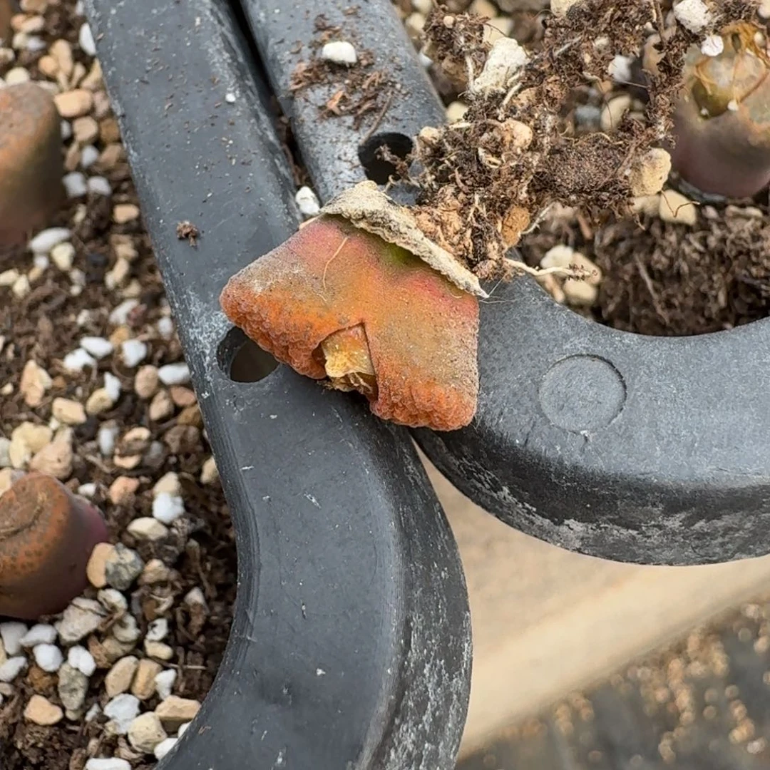 宇**-G738风铃杂交母本多肉