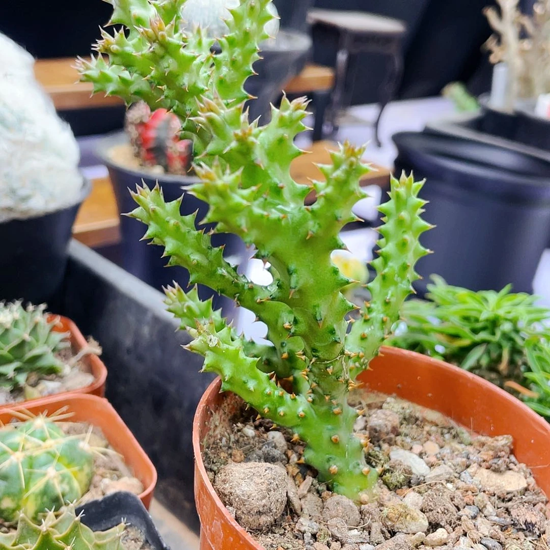 波斯地毯非偏远地区满25包邮仙人球