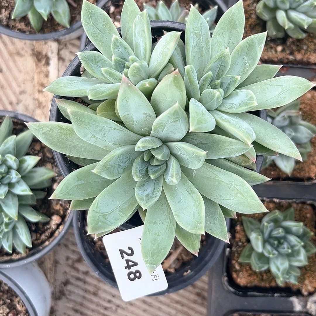 阿雅园艺。    248白骨精