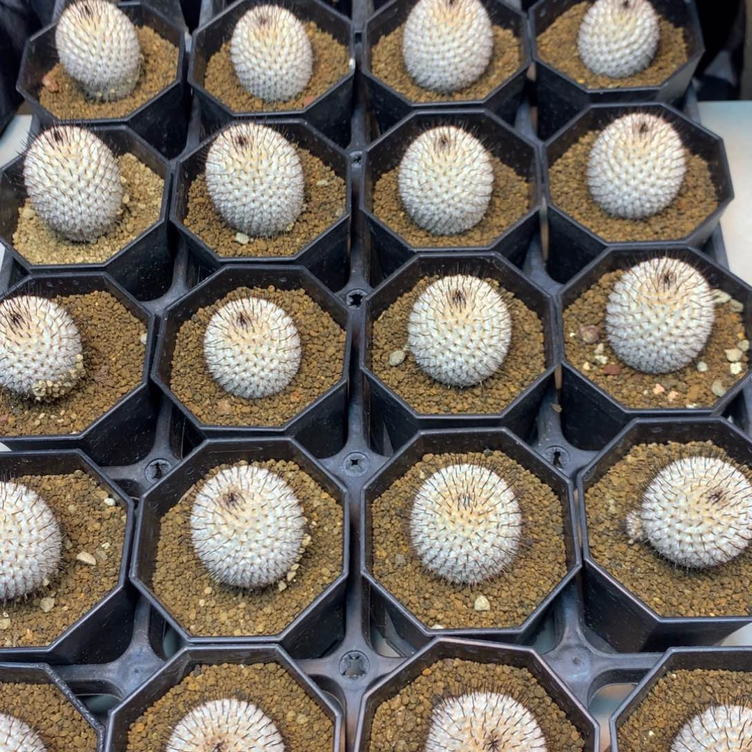 自根 直刺裴蕾 3.5公分起发(须根)