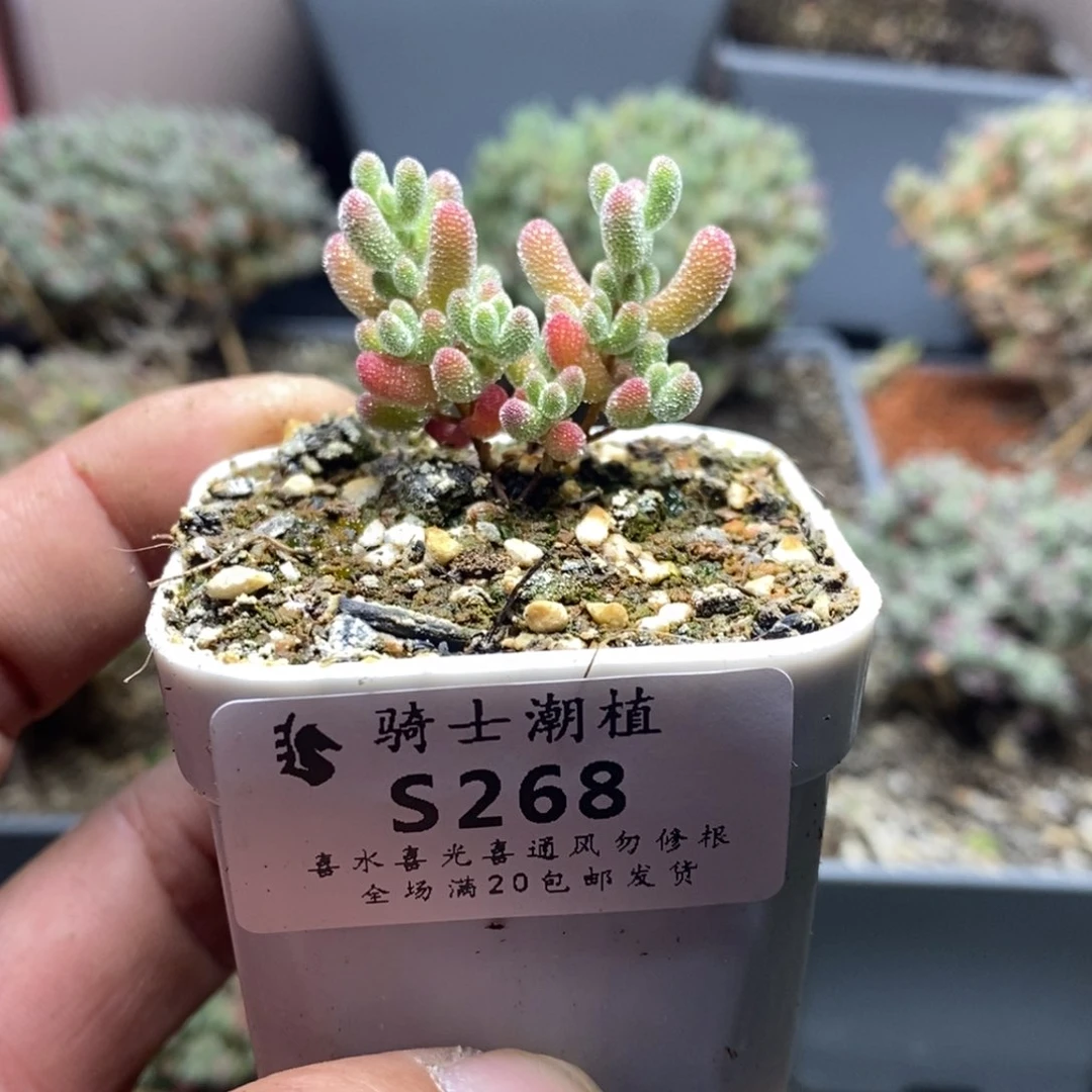 268实生优选冰晶枝干