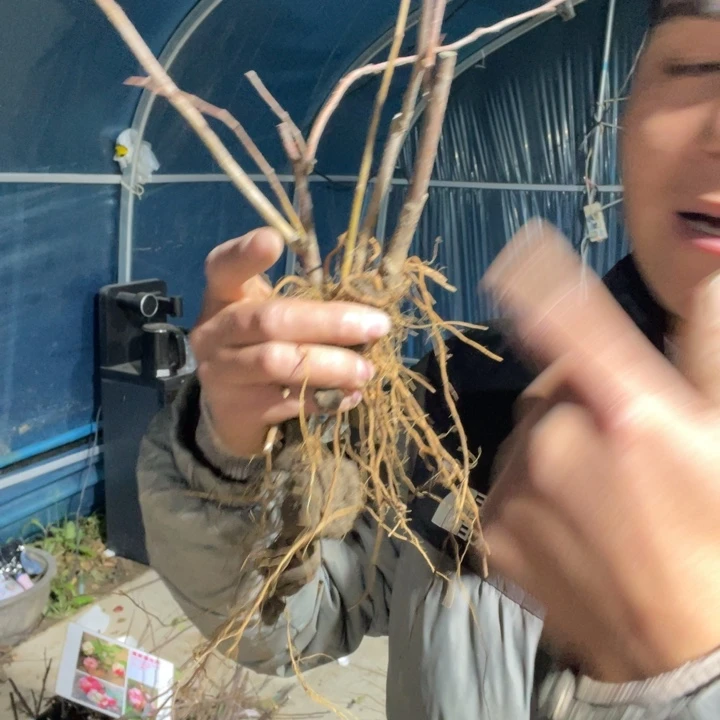 无花朵东洋锦海棠花一颗