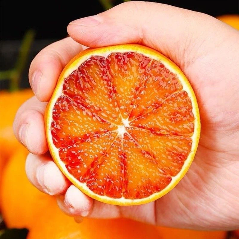 【零食1号仓】正宗四川塔罗科血橙当季新鲜水果红心橙非脐橙爱媛橙