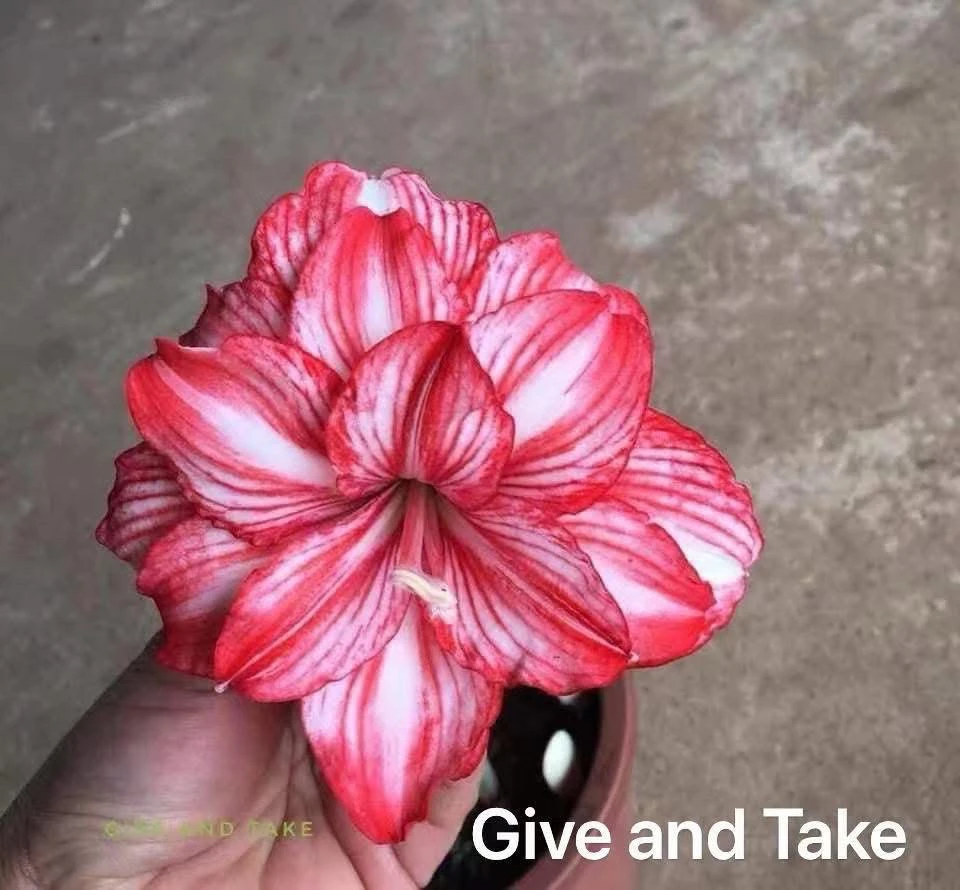 S孤挺花园 Give and Take 裸球