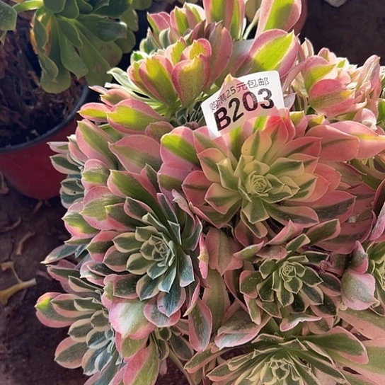 何多肉植物一个法师