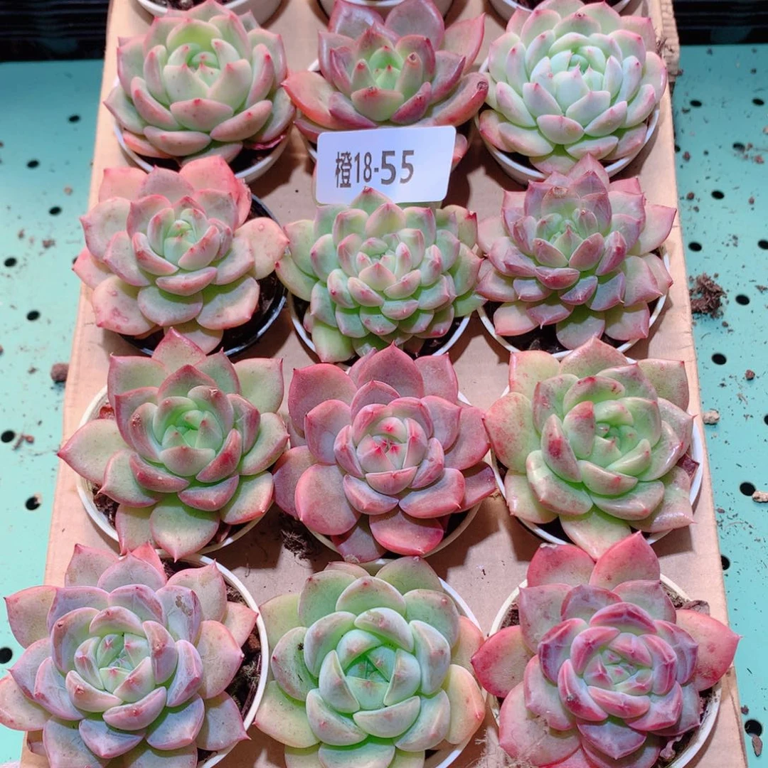 18-55一物一拍多肉带盆18颗