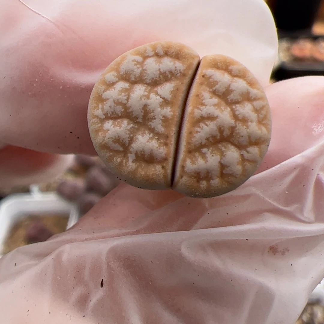 048号 拿铁多肉植物